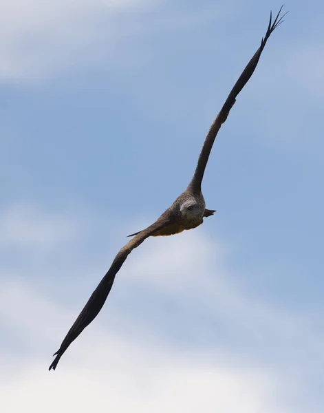 Uçurtma Raptor Kuşu Mavi Gökyüzünde Uçuyor — Stok fotoğraf