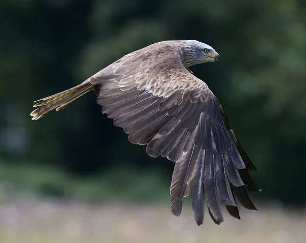 Kite Raptor Bird Flying Meadow — Foto de Stock
