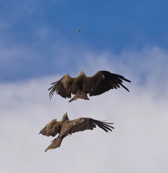 Pair of Kites Raptor Bird flying up on a sunny sky