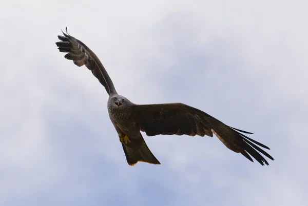 Kites Raptor Bird flying up on a sunny sky