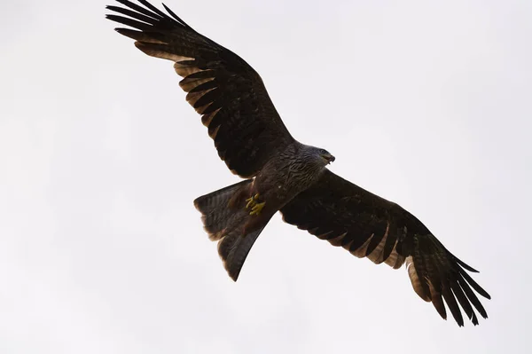 Vliegers Raptor Bird Vliegen Een Zonnige Hemel — Stockfoto