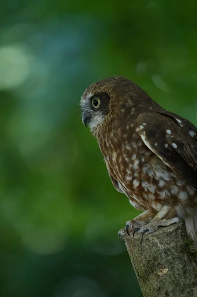 Owl Stump Looking — Stockfoto