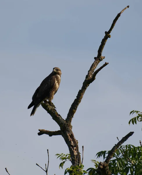 Buzzard Perked Uma Árvore Bath — Fotografia de Stock