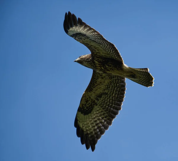 Buzzard Flying Clear Day Wings Out Bath — Stockfoto