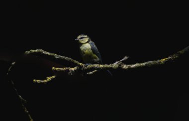 Blue Tit fledgling on a branch Large