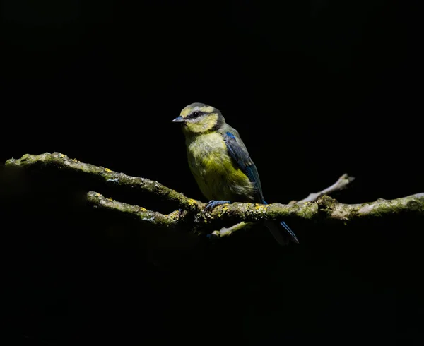 Blue Tit Fledgling Branch — Stockfoto