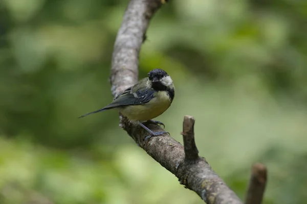 Great Tit Sat Branch Looking Camera — Stock Photo, Image