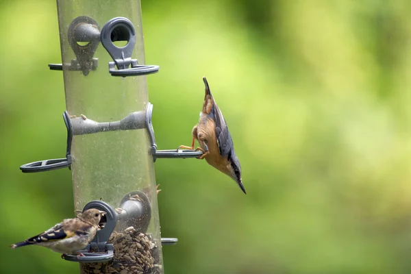 Écrou Trappe Suspendue Sur Feeder — Photo