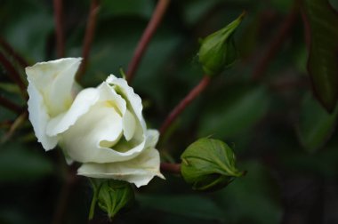 koyu yeşil bir arka plan üzerinde beyaz gül