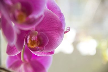 Orkide. Ev çiçekleri. Doğanın fotoğrafı. Bir orkidenin yakın çekimi.
