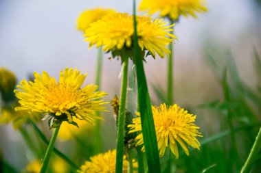 Yeşil bir çayırda sarı karahindibalar. Karahindiba. Doğanın fotoğrafı. Yeşil çayır.