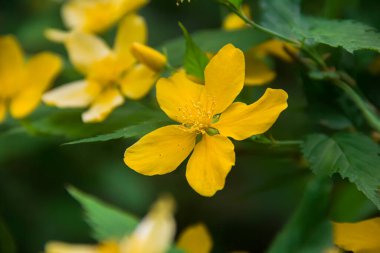 Keria japonica 'nın çiçek açan dalları. Sarı çiçekler. Japon keriya. Doğanın fotoğrafı..