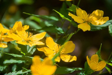 Keria japonica 'nın çiçek açan dalları. Sarı çiçekler. Japon keriya. Doğanın fotoğrafı..
