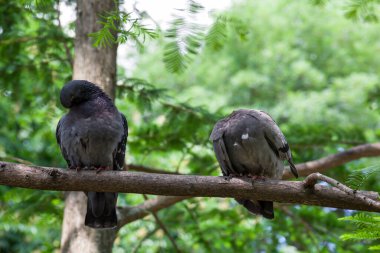 Wild pigeon peck grain in a tree feeder in the park.