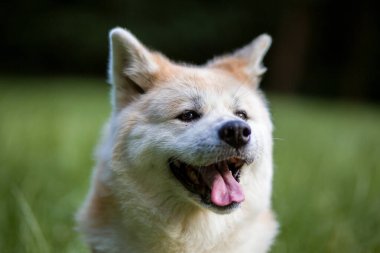 Açık kırmızı köpek parkta yeşil bir çayırda yürüyor..