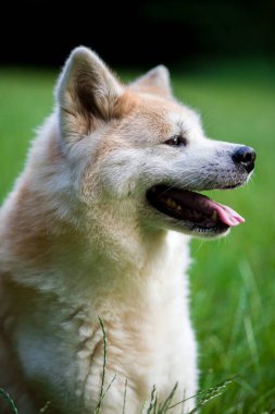 Açık kırmızı köpek parkta yeşil bir çayırda yürüyor..