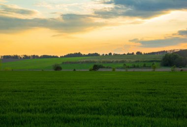 Gün batımında mısır ekilmiş yeşil tarla. Tarım. Saha. Manzara. Doğanın fotoğrafı..
