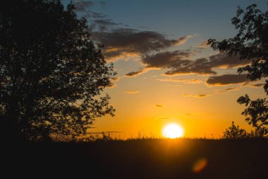 Tarlada bir ağaç ve güzel bir gün batımı ışığının arka planında çimenler. Güzel gün batımı. Doğanın fotoğrafı..