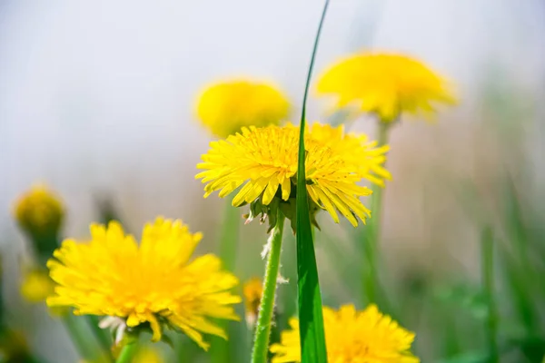 Yellow dandelions on a green meadow. Dandelions. Photo of nature. Green meadow.