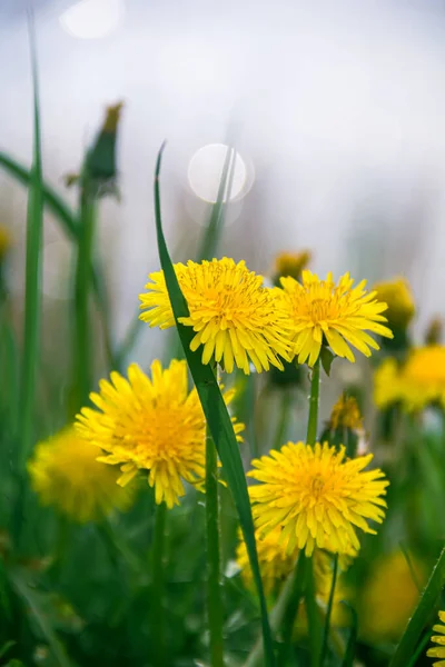 Yellow dandelions on a green meadow. Dandelions. Photo of nature. Green meadow.