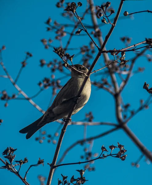 Bird photo. Bird on a branch against the sky. Sparrow.