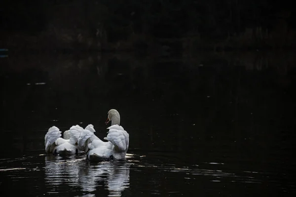 Cisne Blanco Lago Sobre Fondo Oscuro Aves — Foto de Stock