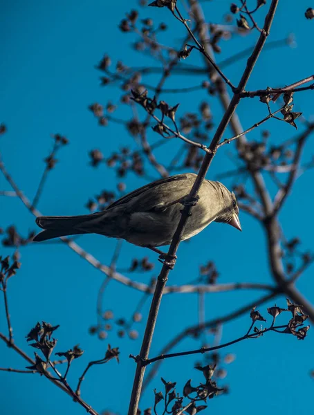 Bird photo. Bird on a branch against the sky. Sparrow.