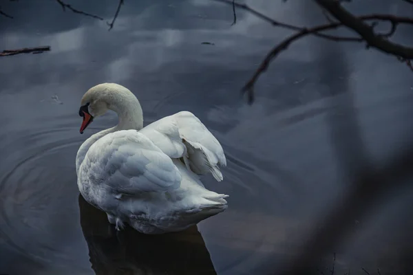 Cisne Blanco Lago Sobre Fondo Oscuro Aves — Foto de Stock