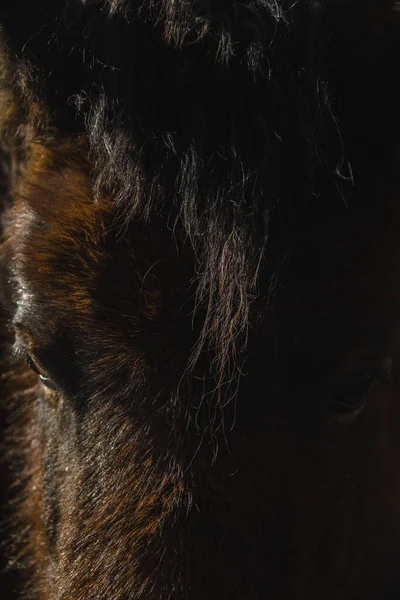 Horse head close up. Horse eyes.