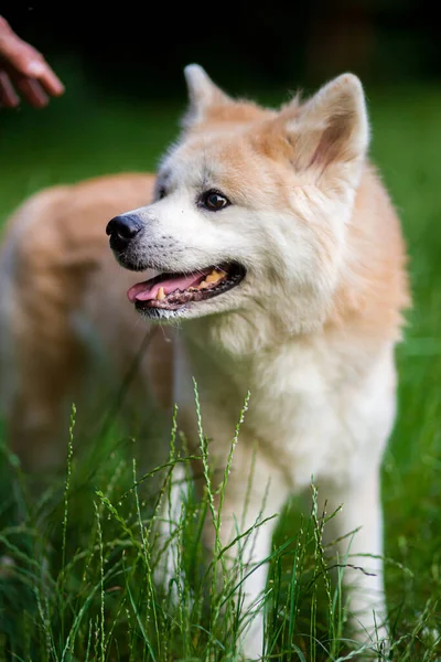 Ανοιχτό Κόκκινο Σκυλί Περπατά Ένα Πράσινο Λιβάδι Στο Πάρκο — Φωτογραφία Αρχείου