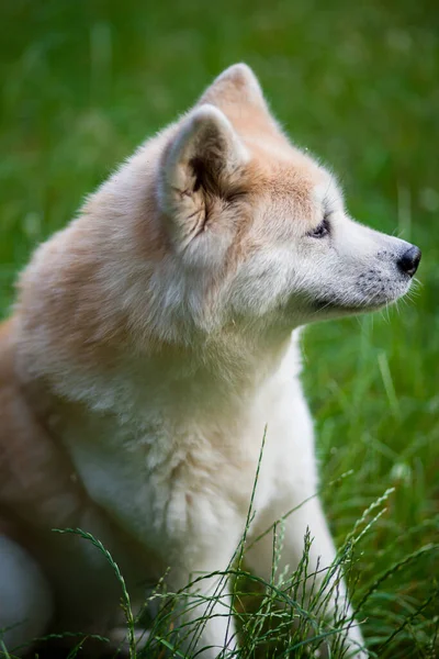 Light Red Dog Walks Green Meadow Park — Stock Photo, Image