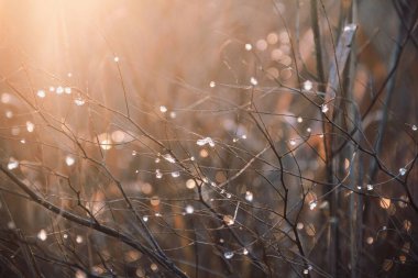 Doğanın fotoğrafı. Dallara çiy damlaları düşer. Damlalar.