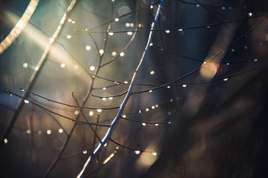 Doğanın fotoğrafı. Dallara çiy damlaları düşer. Damlalar.