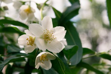 Haziranda çiçek açan yasemin çalısı. Yasemin çiçekleri. Beyaz çiçekler. Doğanın fotoğrafı..