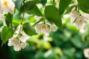 Haziranda çiçek açan yasemin çalısı. Yasemin çiçekleri. Beyaz çiçekler. Doğanın fotoğrafı..