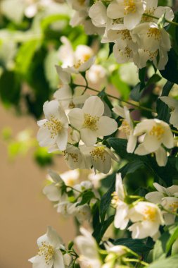 Haziranda çiçek açan yasemin çalısı. Yasemin çiçekleri. Beyaz çiçekler. Doğanın fotoğrafı..
