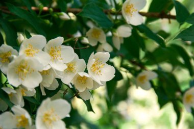 Blooming jasmine shrub in June. Jasmine flowers. White flowers. Photo of nature.