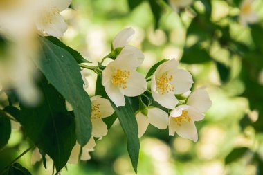 Haziranda çiçek açan yasemin çalısı. Yasemin çiçekleri. Beyaz çiçekler. Doğanın fotoğrafı..