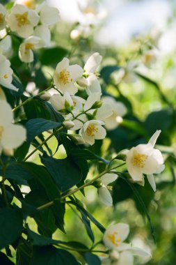 Haziranda çiçek açan yasemin çalısı. Yasemin çiçekleri. Beyaz çiçekler. Doğanın fotoğrafı..