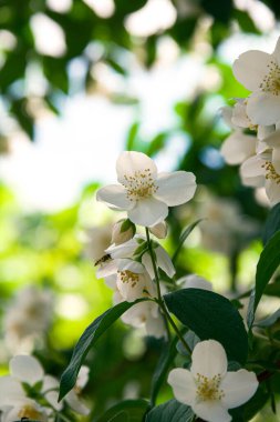 Haziranda çiçek açan yasemin çalısı. Yasemin çiçekleri. Beyaz çiçekler. Doğanın fotoğrafı..