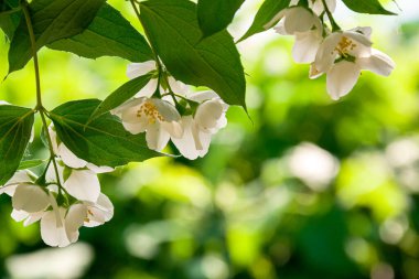 Haziranda çiçek açan yasemin çalısı. Yasemin çiçekleri. Beyaz çiçekler. Doğanın fotoğrafı..