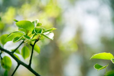 Arka planda yeşil yapraklar. Doğanın fotoğrafı..