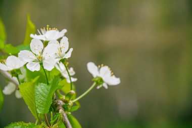 Arka planda yeşil yapraklar. Doğanın fotoğrafı..