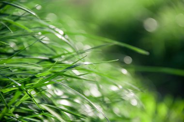 Fresh green grass meadow. Green grass. Photo of nature.