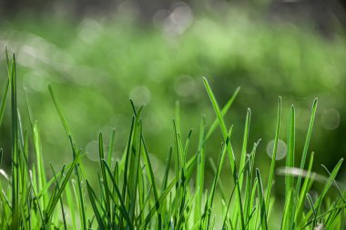Taze yeşil çayır. Yeşil çimenler. Doğanın fotoğrafı..