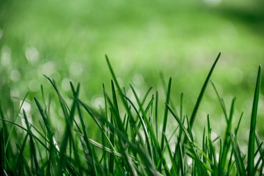 Taze yeşil çayır. Yeşil çimenler. Doğanın fotoğrafı..