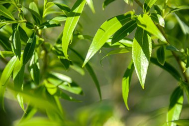 Söğüt yaprakları güneş ışığıyla aydınlatılır. Doğanın fotoğrafı..