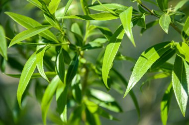 Söğüt yaprakları güneş ışığıyla aydınlatılır. Doğanın fotoğrafı..