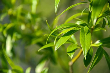 Söğüt yaprakları güneş ışığıyla aydınlatılır. Doğanın fotoğrafı..