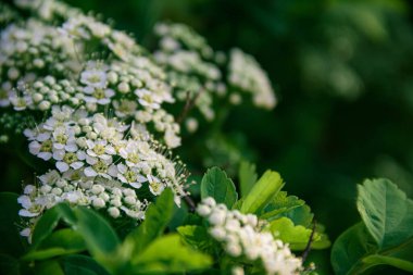 Spirea. Beyaz spirea çiçekleri. Bahar. Çiçek. Doğanın fotoğrafı..